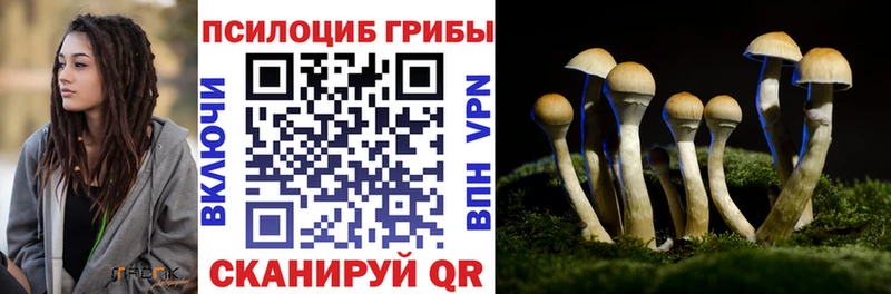 Псилоцибиновые грибы Psilocybine cubensis  маркетплейс Telegram  Кадников  что такое  